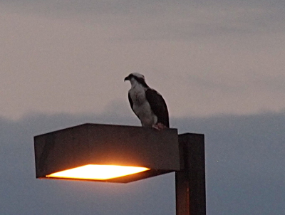 [The osprey sits on a light post with its body facing toward the camera, but its head turned to the one side so the outline of its beak is clearly visible. The white crown of its head and its entire white belly are visible. The rest of the body is brown. The light is lit, but shines only downward due to its housing so the bird is lit only by the darkening sky.]